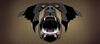 Titanfall 2 Callsign Beware of Dog.jpg